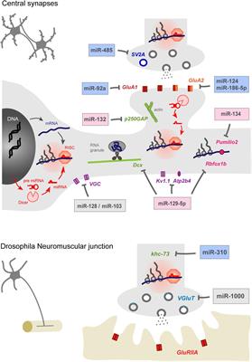 miRNA-Dependent Control of Homeostatic Plasticity in Neurons